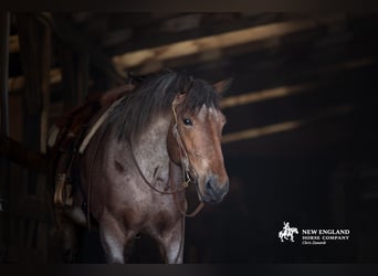 Draft Horse Mix, Mare, 4 years, 16,3 hh, Roan-Bay
