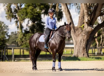 Draft Horse Mix, Mare, 4 years, Black