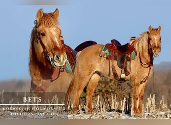 Draft Horse Mix, Mare, 4 years, Dun