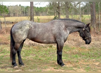 Draft Horse Mix, Mare, 4 years, Roan-Blue