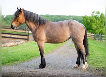 Draft Horse Mix, Mare, 4 years, Roan-Red