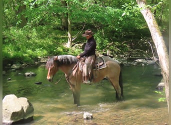 Draft Horse Mix, Mare, 4 years, Roan-Red