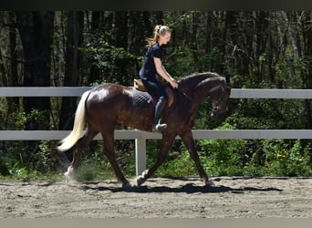 Draft Horse Mix, Mare, 4 years