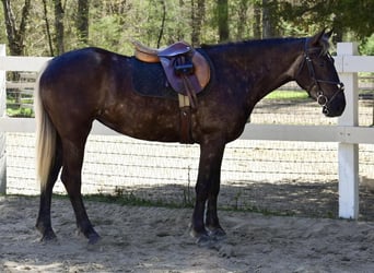 Draft Horse Mix, Mare, 4 years