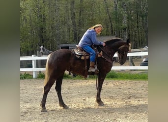 Draft Horse Mix, Mare, 4 years