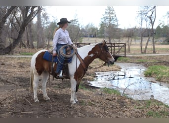 Draft Horse Mix, Mare, 5 years, 14.1 hh, Pinto