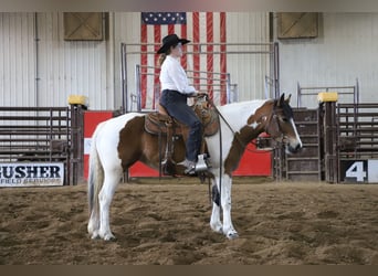 Draft Horse Mix, Mare, 5 years, 14.1 hh, Pinto