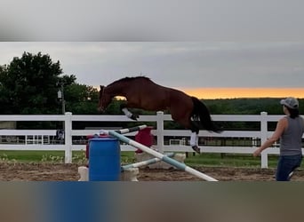 Draft Horse, Mare, 5 years, 14.3 hh, Bay