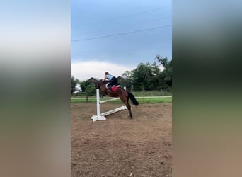 Draft Horse, Mare, 5 years, 14.3 hh, Bay