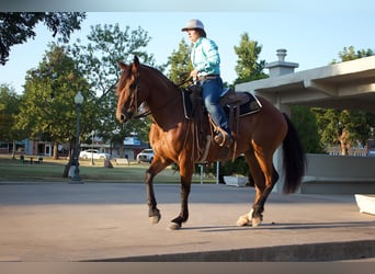 Draft Horse, Mare, 5 years, 14.3 hh, Bay