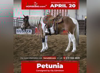 Draft Horse Mix, Mare, 5 years, 14,1 hh, Pinto