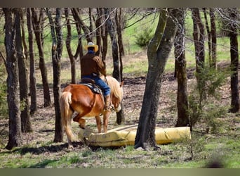 Draft Horse Mix, Mare, 5 years, 14,3 hh, Chestnut
