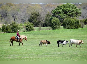 Draft Horse Mix, Mare, 5 years, 14,3 hh, Chestnut