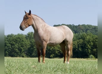 Draft Horse, Mare, 5 years, 15,1 hh, Roan-Red