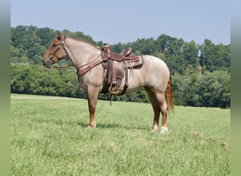 Draft Horse, Mare, 5 years, 15,1 hh, Roan-Red