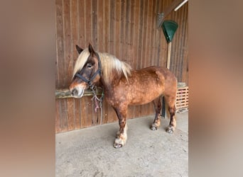 Draft Horse, Mare, 5 years, 15.2 hh, Chestnut