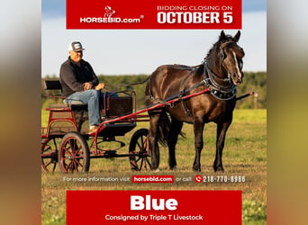 Draft Horse Mix, Mare, 5 years, 15 hh, Black