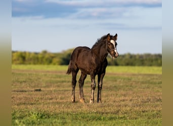 Draft Horse Mix, Mare, 5 years, 15 hh, Black