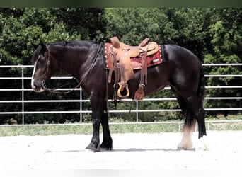 Draft Horse, Mare, 5 years, 15 hh, Black