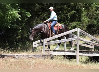 Draft Horse, Mare, 5 years, 15 hh, Black