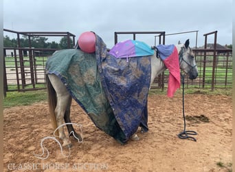 Draft Horse, Mare, 5 years, 15 hh, Gray