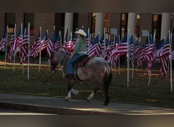 Draft Horse Mix, Mare, 5 years, 15 hh, Roan-Bay