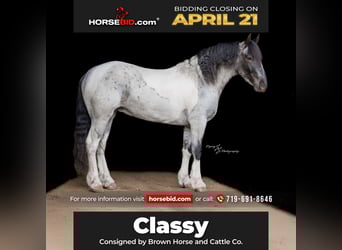 Draft Horse Mix, Mare, 5 years, 15,1 hh