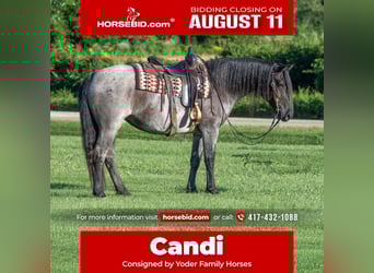 Draft Horse Mix, Mare, 5 years, 15,1 hh, Roan-Blue