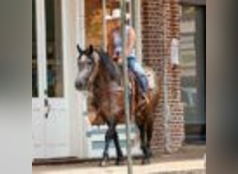 Draft Horse, Mare, 5 years, 15,2 hh, Grey