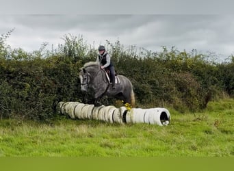 Draft Horse, Mare, 5 years, 16.1 hh, Grey