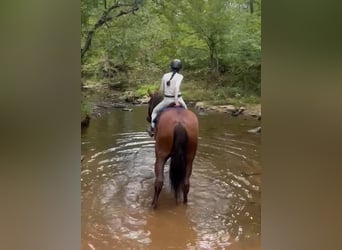 Draft Horse, Mare, 5 years, 16 hh, Chestnut