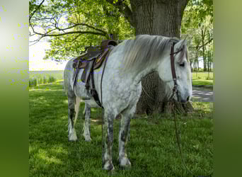 Draft Horse, Mare, 5 years, 16 hh, Gray
