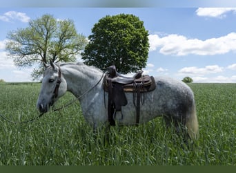 Draft Horse, Mare, 5 years, 16 hh, Gray