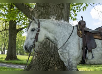 Draft Horse, Mare, 5 years, 16 hh, Gray