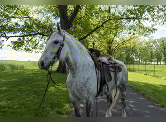 Draft Horse, Mare, 5 years, 16 hh, Gray