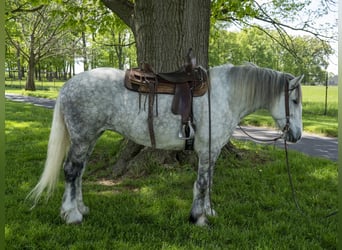 Draft Horse, Mare, 5 years, 16 hh, Gray