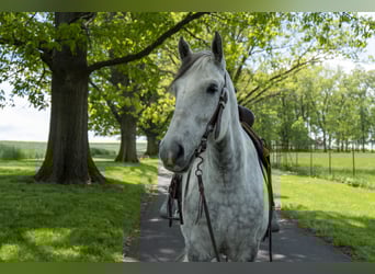 Draft Horse, Mare, 5 years, 16 hh, Gray