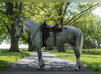 Draft Horse, Mare, 5 years, 16 hh, Gray