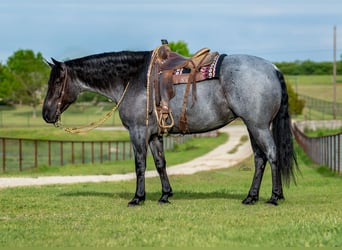 Draft Horse Mix, Mare, 5 years, 16 hh, Roan-Blue