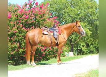 Draft Horse Mix, Mare, 5 years, 16 hh, Sorrel