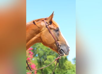 Draft Horse Mix, Mare, 5 years, 16 hh, Sorrel