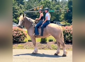 Draft Horse, Mare, 5 years, 17 hh, Roan-Red