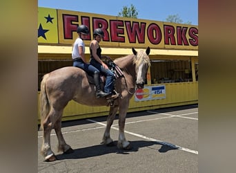 Draft Horse, Mare, 5 years, 17 hh, Roan-Red