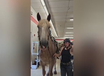 Draft Horse, Mare, 5 years, 17 hh, Roan-Red
