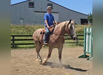 Draft Horse, Mare, 5 years, 17 hh, Roan-Red