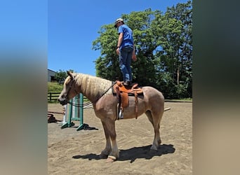 Draft Horse, Mare, 5 years, 17 hh, Roan-Red