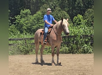 Draft Horse, Mare, 5 years, 17 hh, Roan-Red