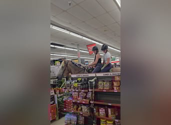 Draft Horse, Mare, 5 years, 17 hh, Roan-Red