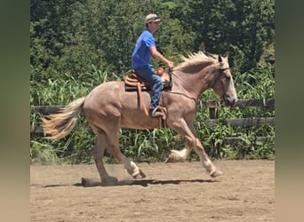 Draft Horse, Mare, 5 years, 17 hh, Roan-Red