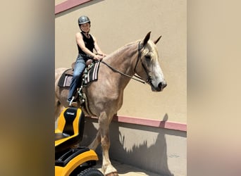 Draft Horse, Mare, 5 years, 17 hh, Roan-Red